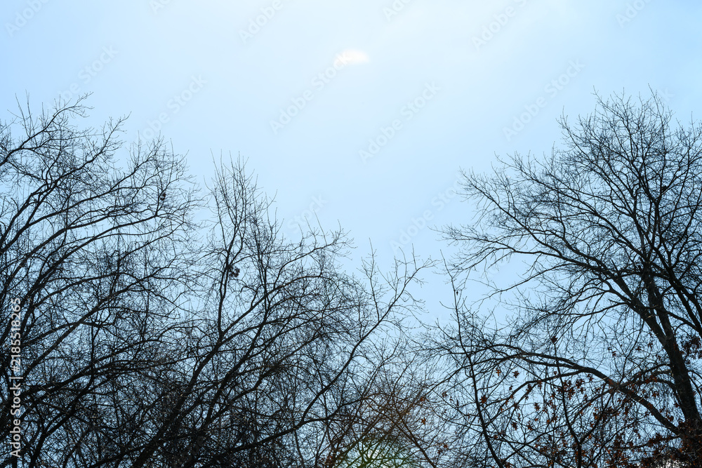 Fototapeta premium Silhouetted branches stretch upward against a soft blue sky
