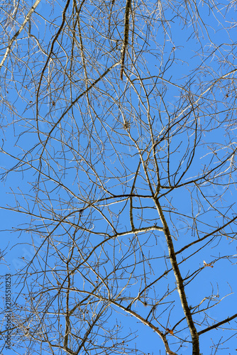 Quadro su tela Bare tree branches reach skyward