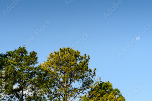 Clear sky with soft moon above green tree tops