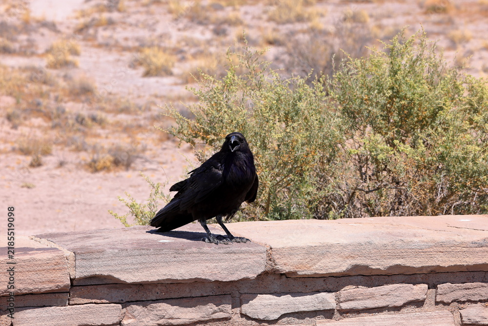 Obraz premium Raven in Petrified Forest National Park, a natural attraction place with many petrified tree trunks and fossils, in Arizona, USA.