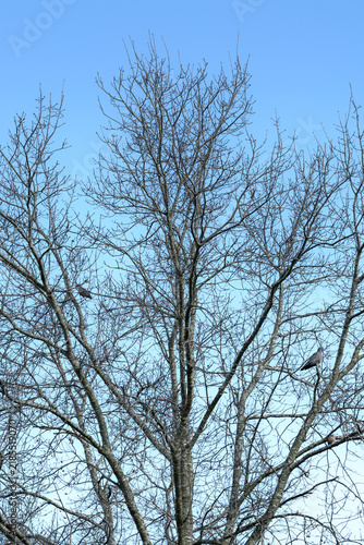 Quadro su tela Bare tree limbs stretch skyward against clear blue backdrop