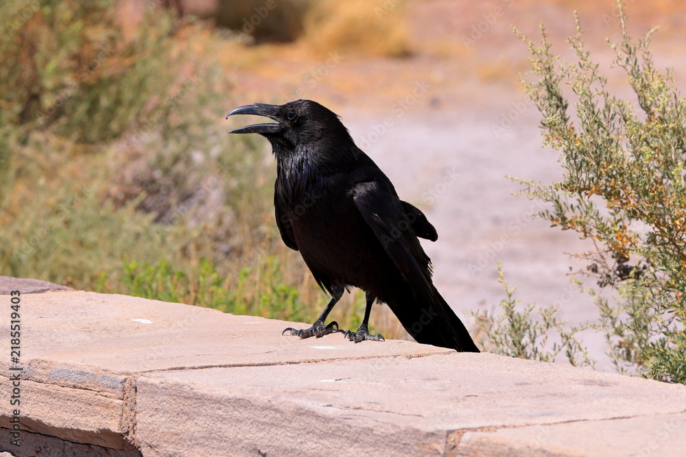 Obraz premium Raven in Petrified Forest National Park, a natural attraction place with many petrified tree trunks and fossils, in Arizona, USA.