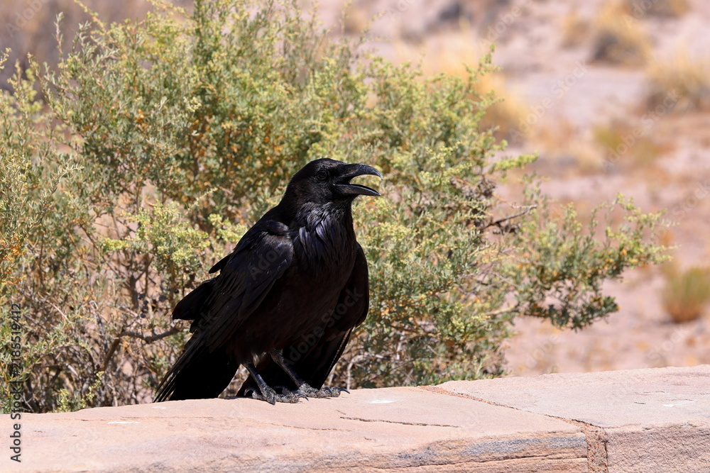 Obraz premium Raven in Petrified Forest National Park, a natural attraction place with many petrified tree trunks and fossils, in Arizona, USA.