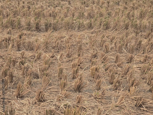 Фотография the surface of a newly harvested rice field, with leftover straw and rice stalk