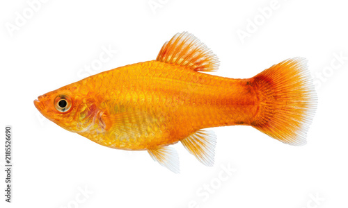 Obraz na płótnie Orange Platy Fish Isolated on White Background