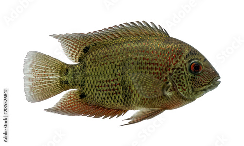 Foto Texas Cichlid Fish Isolated on White Background