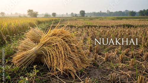 Harvested Paddy Sheaves in a Golden Field with 