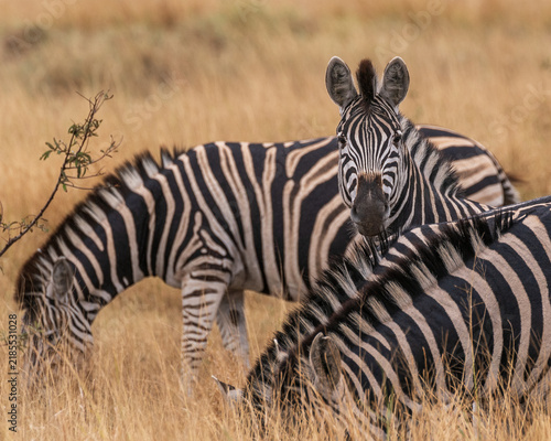 Photography Zebras