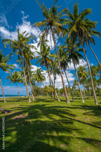 Tropical beach landscape with coconut palm trees, clear blue sky, and peaceful coastal scenery under bright sunlight. Beautiful summer vacation and tropical paradise background.