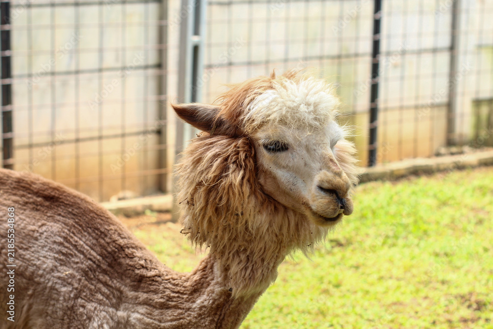 Fototapeta premium A Brown and White Alpaca with a Messy Mane in a Farm Pen