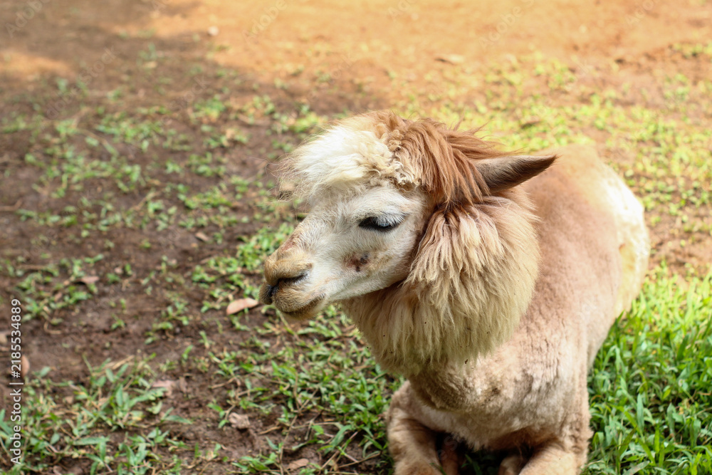 Obraz premium A Brown and White Alpaca with a Messy Mane in a Farm Pen