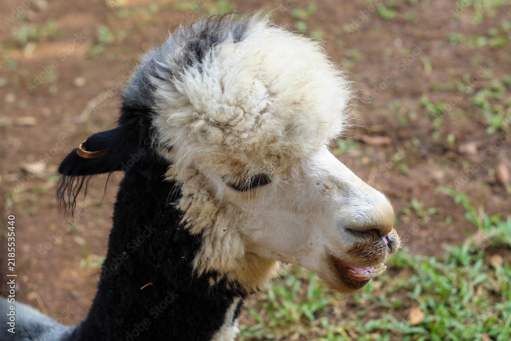 Fototapeta premium A Black and White Alpaca with a Messy Mane in a Farm Pen