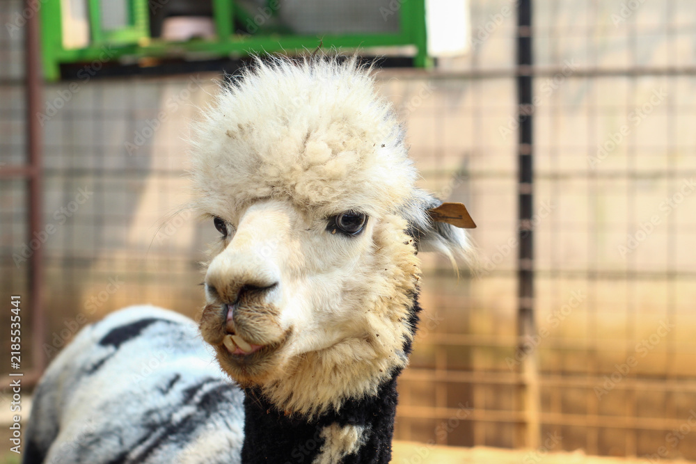 Fototapeta premium A Black and White Alpaca with a Messy Mane in a Farm Pen
