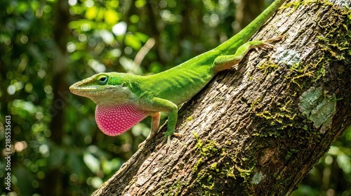 Green anole lizard displaying pink dewlap on tree trunk