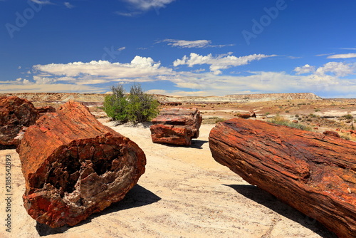 Petrified Forest National Park, a natural attraction place with many petrified tree trunks and fossils, in Arizona, USA.