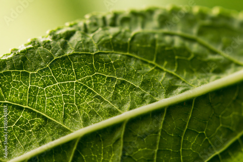 Extreme macro of the veins of a green leaf, botanical structure texture close up