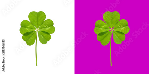 Canvas Print Fresh Green Four Leaf Clover Symbol of Good Luck for Saint Patricks Day Celebrat