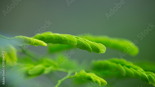Close up of vibrant green tamarind tree leaves with selective focus.A beautiful close-up macro photograph showcasing the delicate, compound pinnate leaves of a fresh tamarind tree (Tamarindus indica)