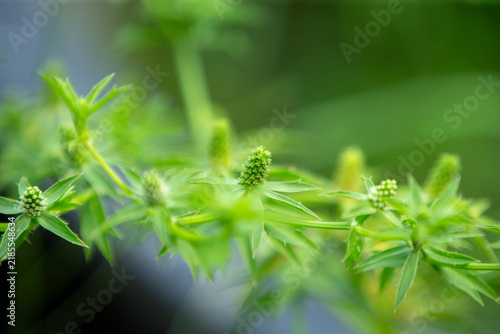 Close up of fresh culantro herb flower heads growing on a green plant stalk.A detailed close-up macro shot showcasing the unique, spiky green flower heads 