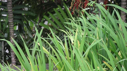 Tall green leaves sway gently in a tropical garden. Blades lean slightly, some edged with yellow. Background holds palm fronds and red berries. Soft natural light enhances the lush foliage