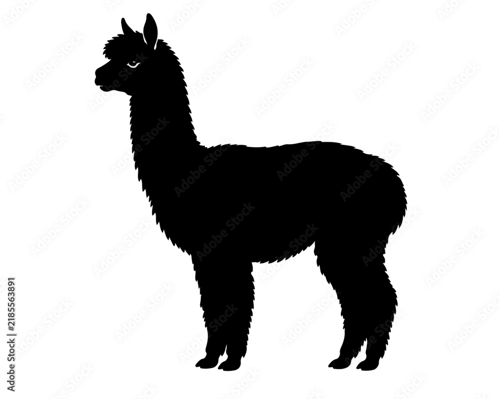 Fototapeta premium lama on white background