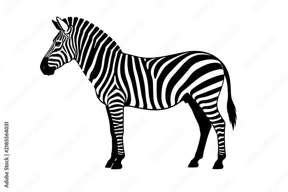 Fototapeta premium zebra vector illustration