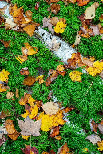 499-180 Clubmoss and Birch