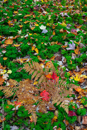 499-183 Clubmoss, Maple and Ferns