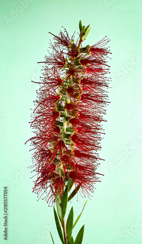 Bottlebrush Red Flower or Callistemon
