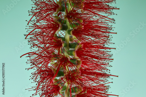Bottlebrush Red Flower or Callistemon