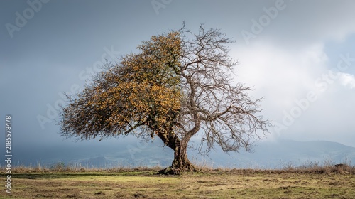 withered. A single tree split between lush fruitfulness and bare withered branches. ESG reports, sustainability campaigns, designed for sustainability communications and ESG reporting.