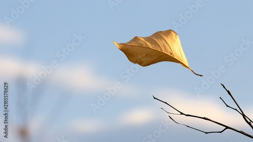 withered. A withered leaf being carried by the wind from a bare branch against a clear sky. ESG reports, sustainability campaigns, designed for sustainability communications and ESG reporting.
