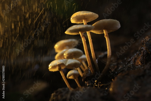 Beautiful bonnet mushrooms growing on a mossy tree trunk in the dark forest during a rainfall, illuminated by warm golden light.