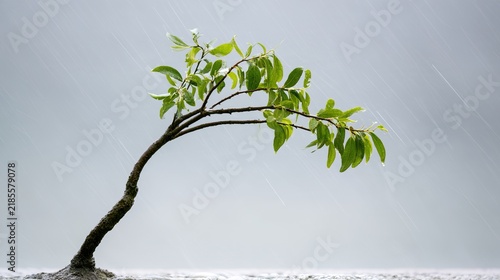 sapling. A young sapling bending in strong wind and rain during a storm. ESG reports, sustainability campaigns, designed for environmental awareness campaigns, promotes sustainability.