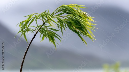 sapling. A young sapling bending in strong wind and rain during a storm. ESG reports, sustainability campaigns, designed for environmental awareness campaigns, promotes sustainability.