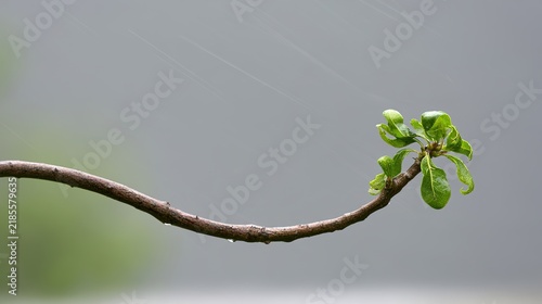 sapling. A young sapling bending in strong wind and rain during a storm. ESG reports, sustainability campaigns, designed for environmental awareness campaigns, promotes sustainability.
