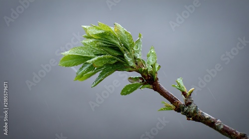 sapling. A young sapling bending in strong wind and rain during a storm. ESG reports, sustainability campaigns, designed for environmental awareness campaigns, promotes sustainability.
