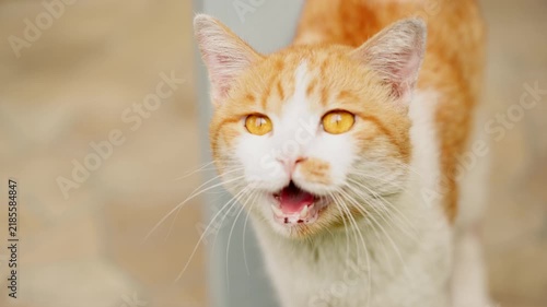 Close-up of cute ginger and white cat meowing with open mouth. Domestic pet behavior concept of animal communication, vocalization, and emotion background.