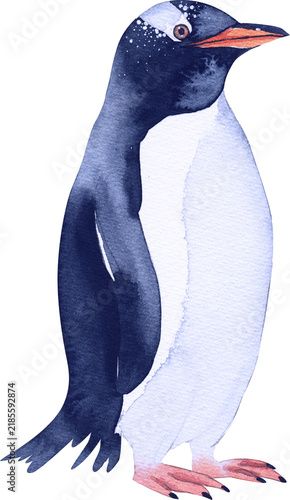 penguin on a white background