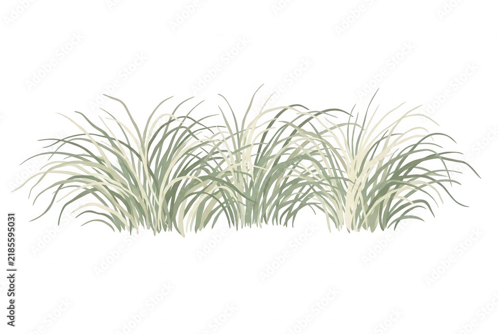 Obraz premium Matorral de hierba ornamental sobre fondo blanco