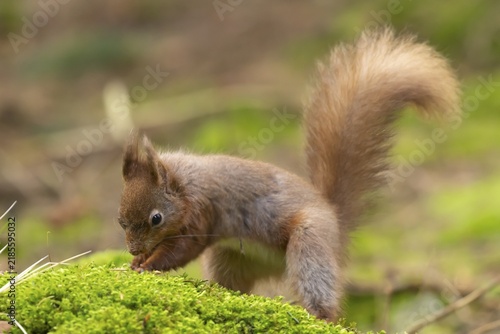 Red squirrel (Sciurus vulgaris) adult animal burying a nut in a woodland, Yorkshire, England, United Kingdom