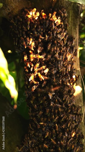 Close-up of wild honey bee swarm clustering on tree branch. Natural wildlife concept of honeybee colony creating a hive in forest habitat background.