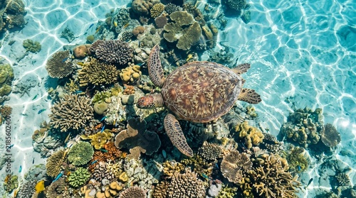 Photography Sea Turtle Glides Gracefully Over Vibrant Coral Reef Ecosystem in Crystal Clear