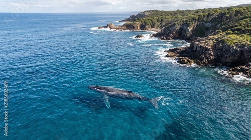 Photography Humpback whale swims near rugged coastline with lush green vegetation and crashi