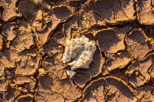 Single withered brown leaf lying on parched cracked earth texture, representing severe drought, environmental damage, and arid climate conditions during a hot summer day in nature