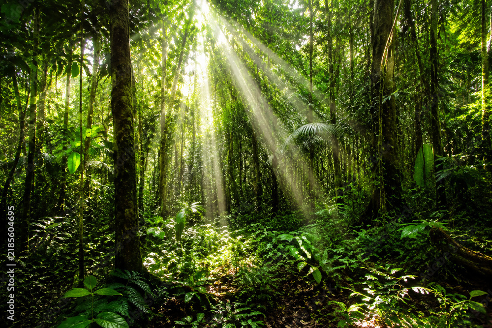 Obraz premium Dense rainforest canopy at noon, sharp beams of sunlight piercing through, casting light and shadow patterns.