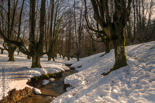 Фотография Winter landscape of the Otzarreta beech forest covered in snow with a small stre