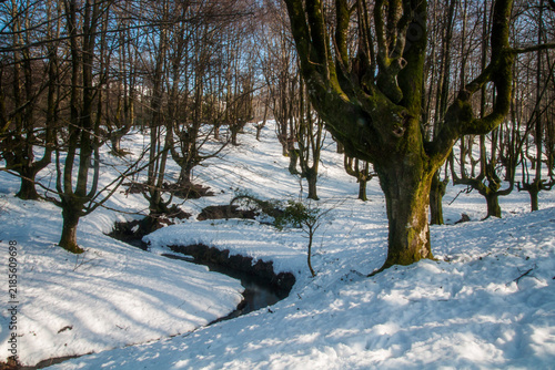 Картината върху платно Winter landscape of the Otzarreta beech forest covered in snow with a small stre
