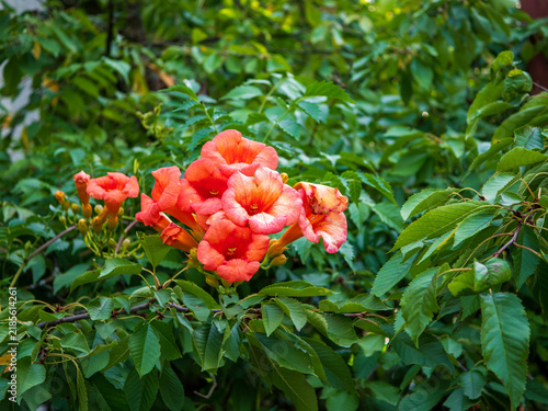 Orange-red trumpet vine (Campsis radicans) blooming among lush green foliage, with clusters of large trumpet-shaped flowers on a vigorous ornamental climbing plant.