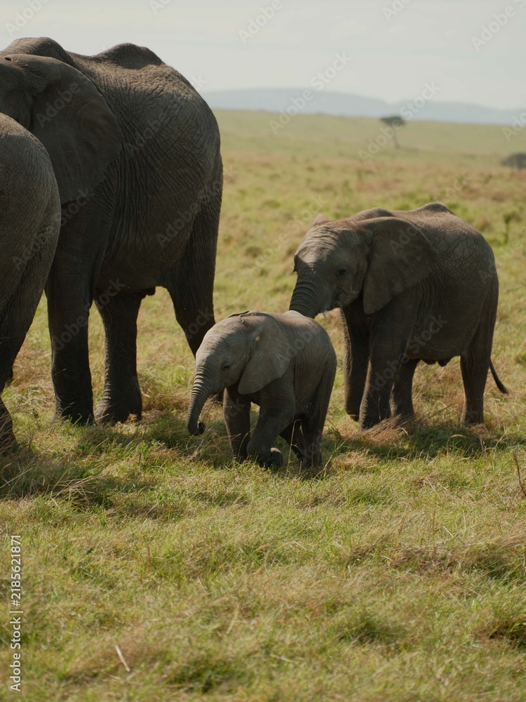 Fototapeta premium Young elephant calf beside adults in Kenya